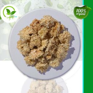 CHRYSANTHEMUM FLWS WHITE OG