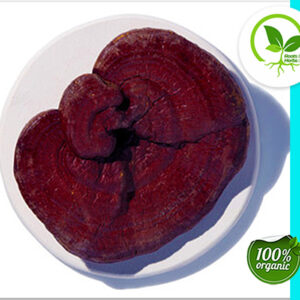 REISHI MUSHROOMS RED