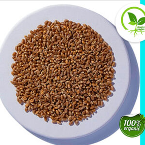 WHEAT GRASS SEED ORGANIC